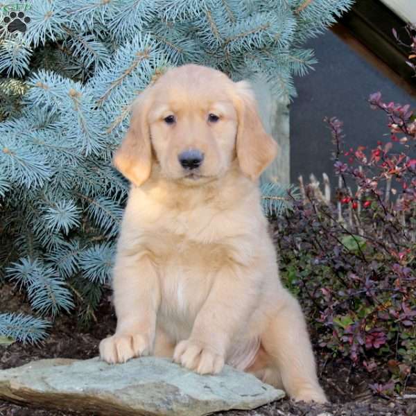 Joel, Golden Retriever Puppy